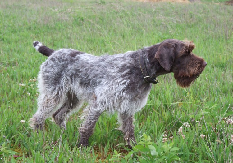 Французский жесткошерстный Пойнтер-гриффон