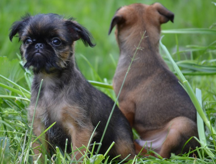 Гриффон Пти брабансон