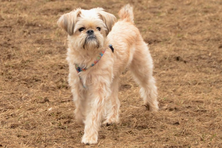 Собачка порода Грифон белый