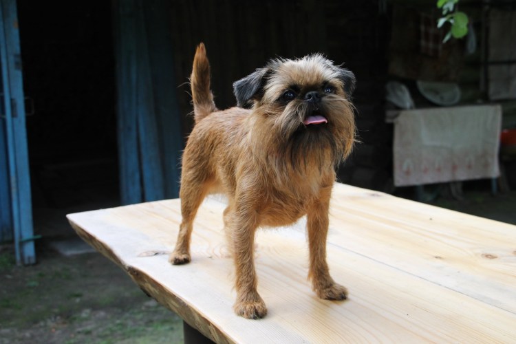 Пти брабансон жесткошерстный