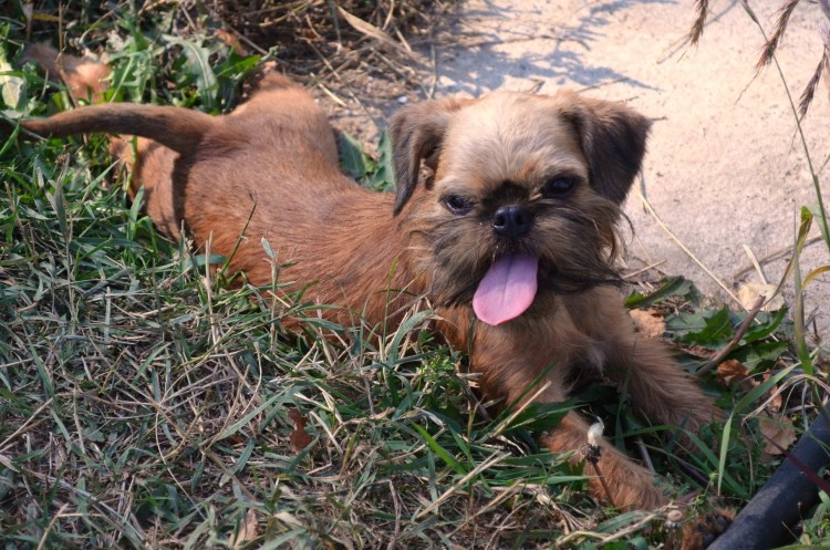 Малая Бель-гийская собака (Брюссельский Грифон)