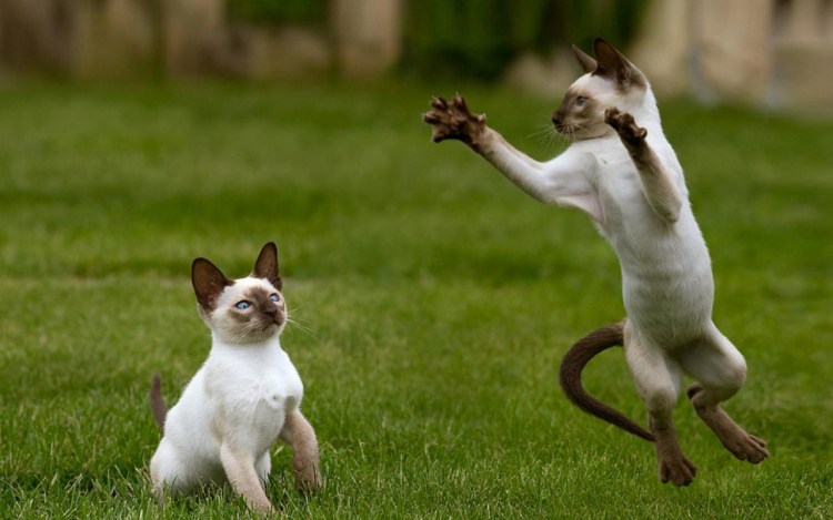 Кошка резвится