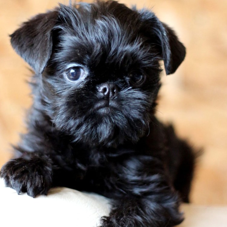 Аффен терьер