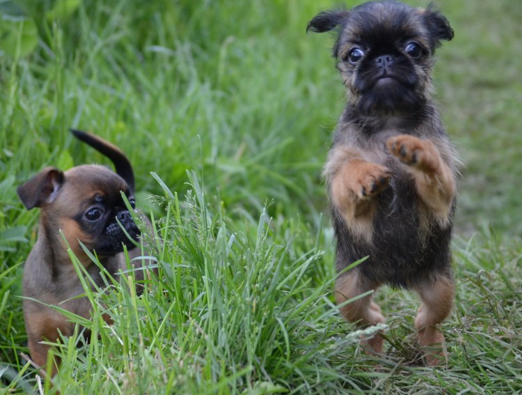 Французский гриффон собака