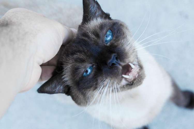 Тайская кошка косоглазие