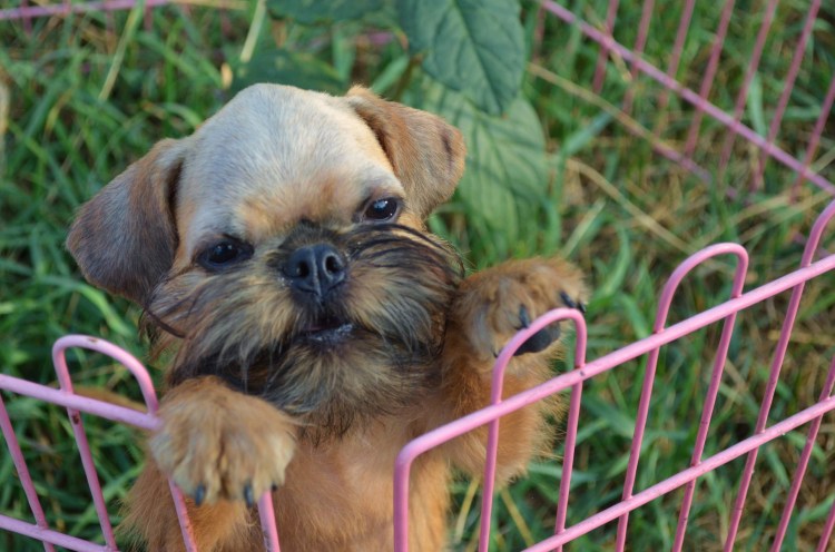 Бельгийский гриффон