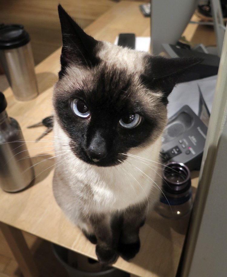 Смешные сиамские коты