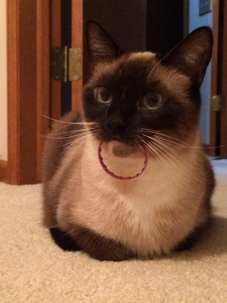 Косоглазый сиамский