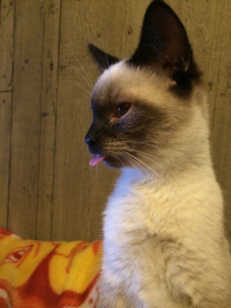 Сиамскач КОШКАСМЕШНАЯ