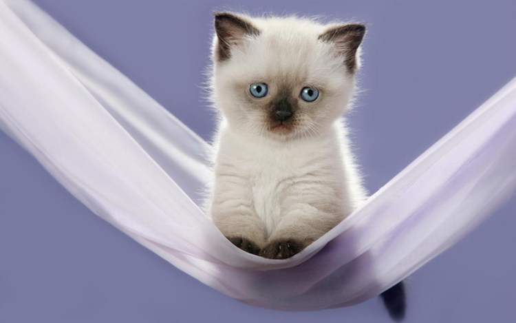 Испуганный сиамский кот