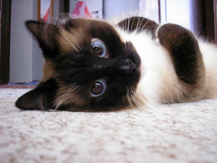 Милые сиамские коты