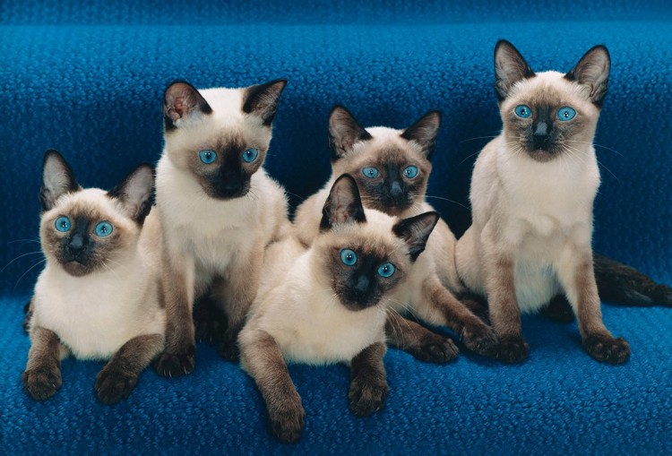 Кот на ламинате