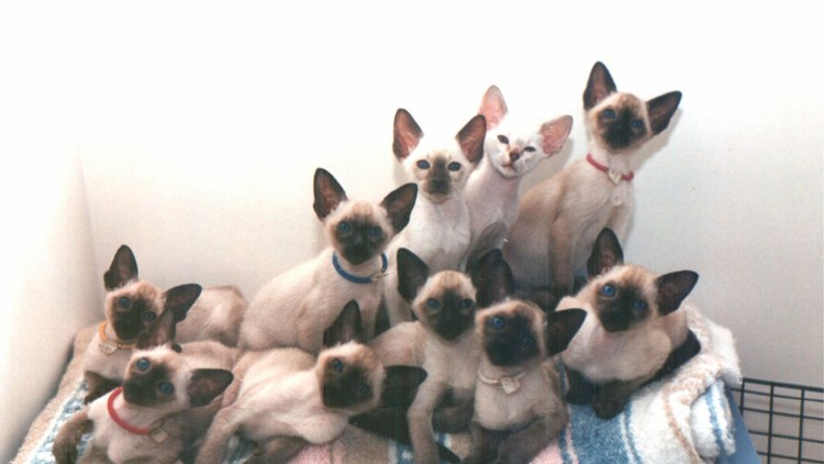 Сиамские коты злые