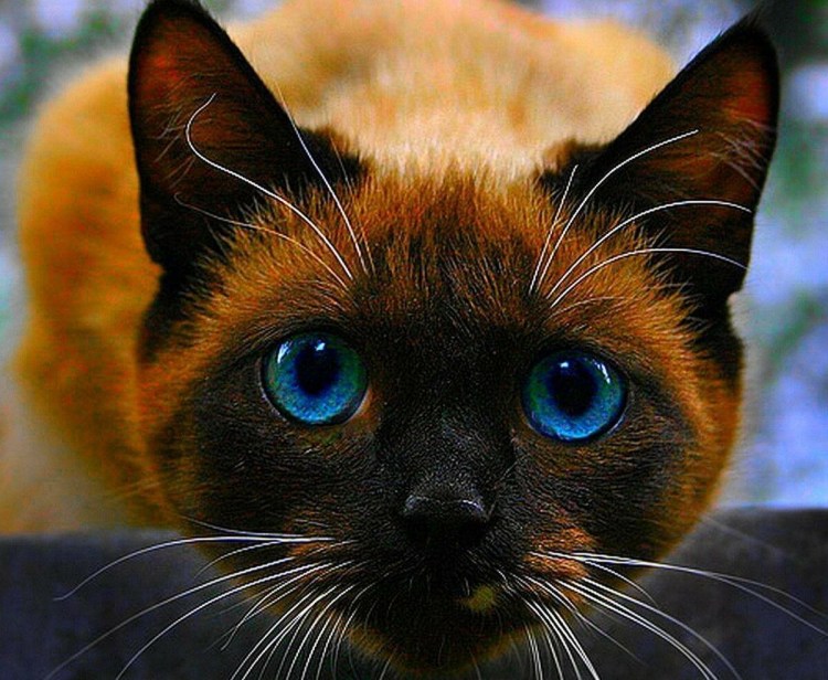 Черный сиамский кот