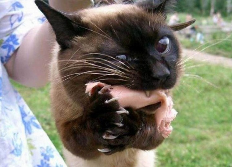 Сиамские Двойчата