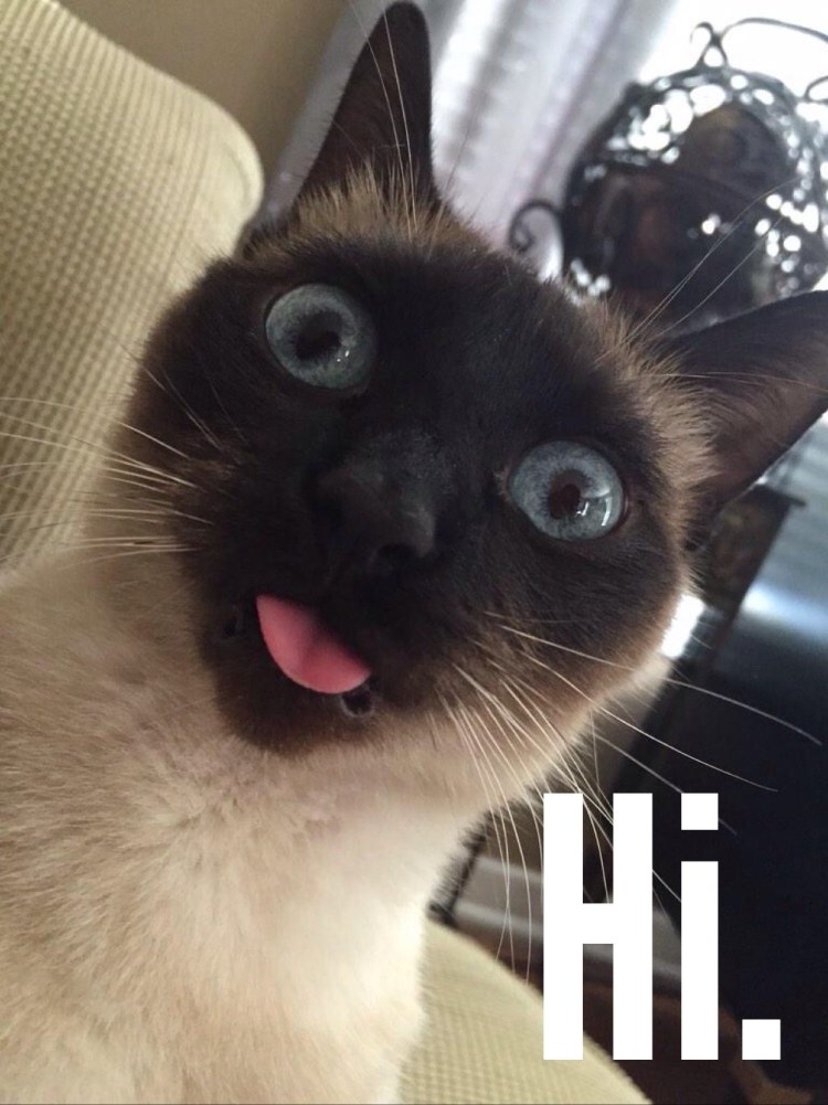 Сумасшедшие коты