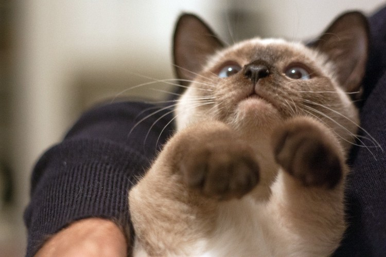 Прикольные сиамские кошки