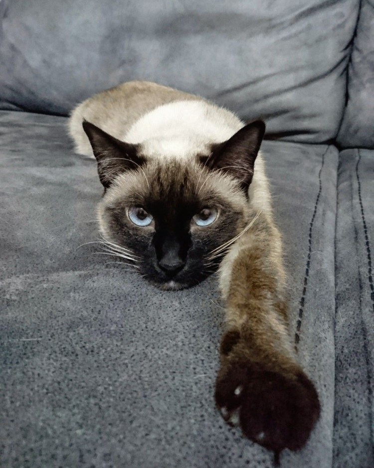 Сиамский кот смешной