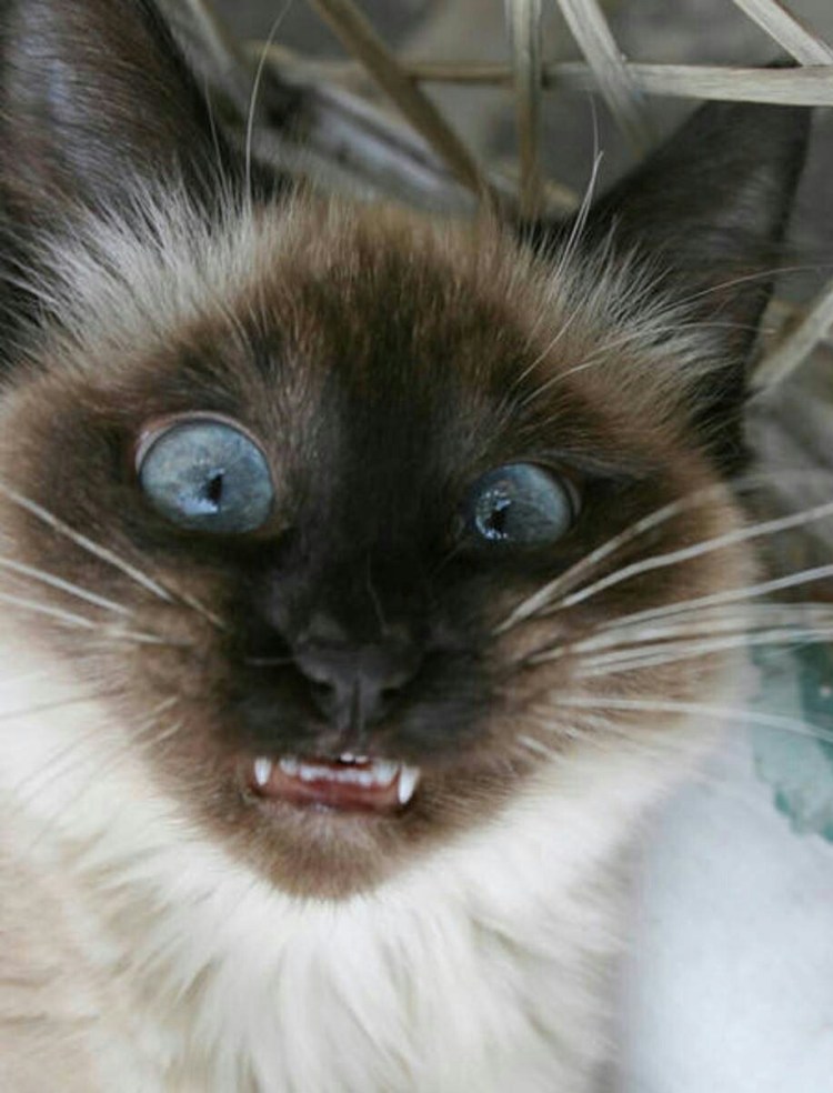 Сиамская кошка