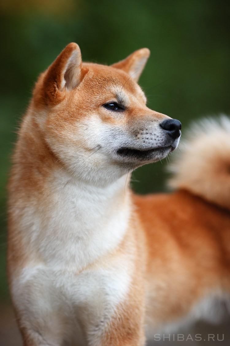 Сиба ину