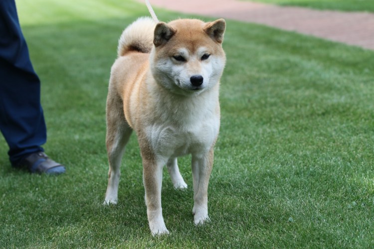 Акита Шиба ину белая
