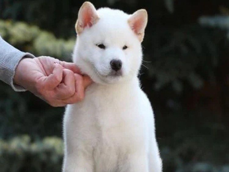 Сиба ину альбинос