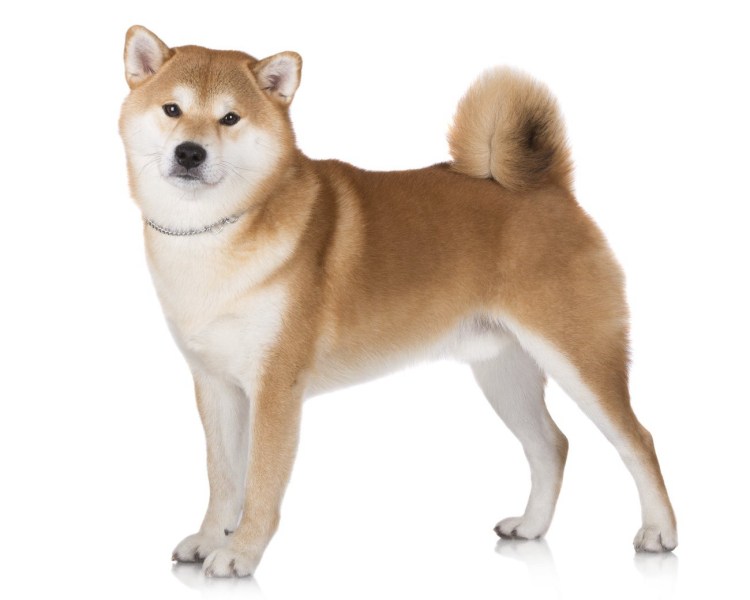 Сиба ину