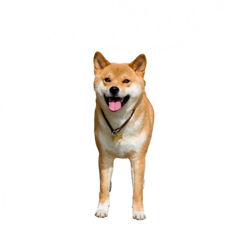 Сиба ину