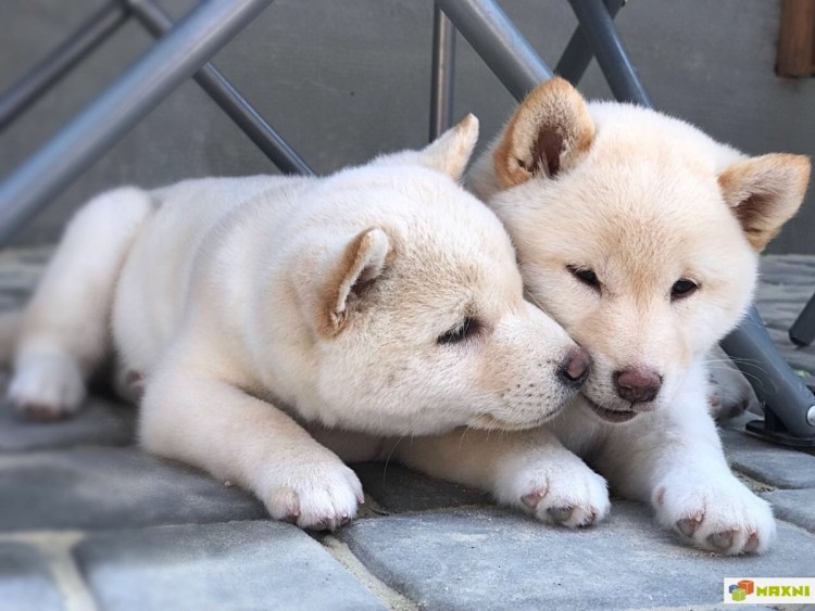 Сиба ину белая