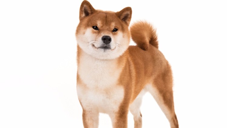 Сиба ину