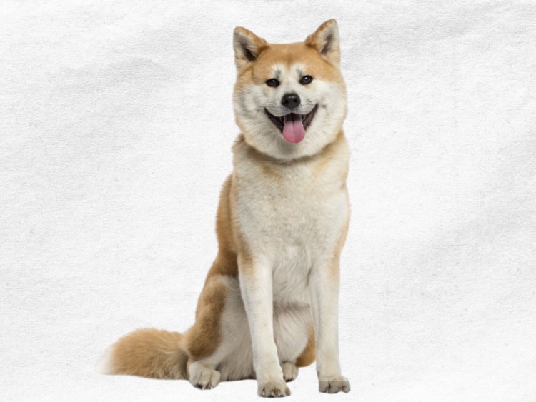 Акита ину собака сидит