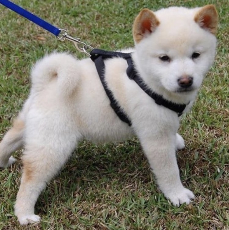 Сиба ину мини белая