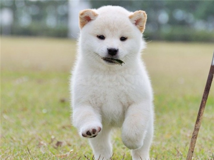 Собака сиба ину белая