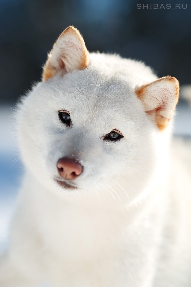 Акита Шиба ину белая
