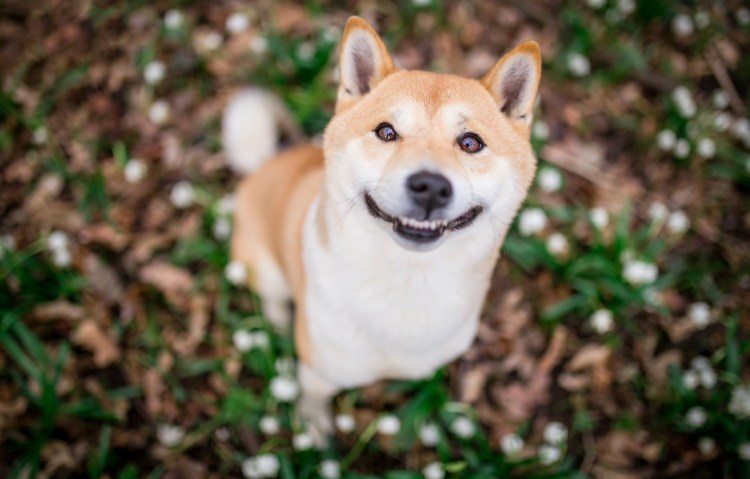 Сиба ину
