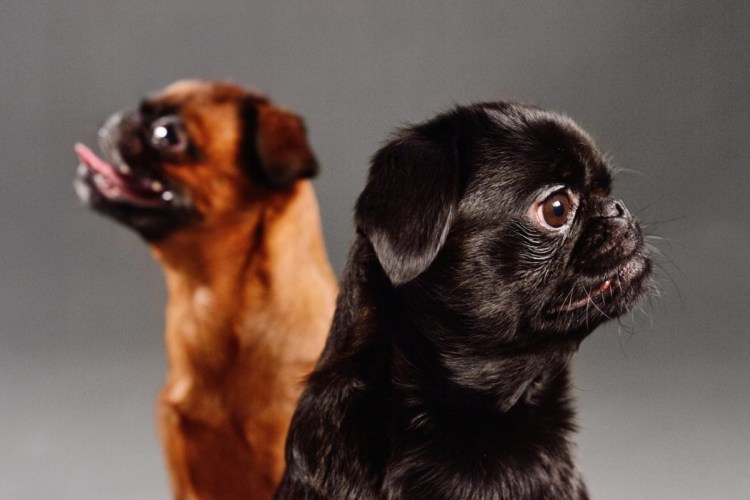 Пти брабансон собака