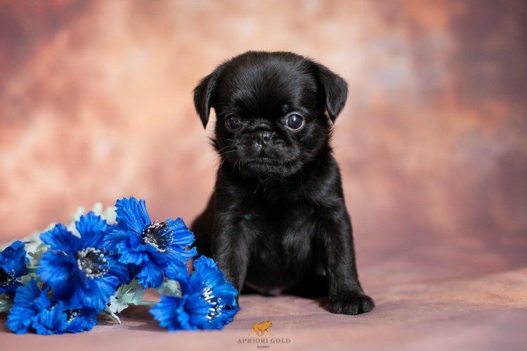 Гриффон брабансон