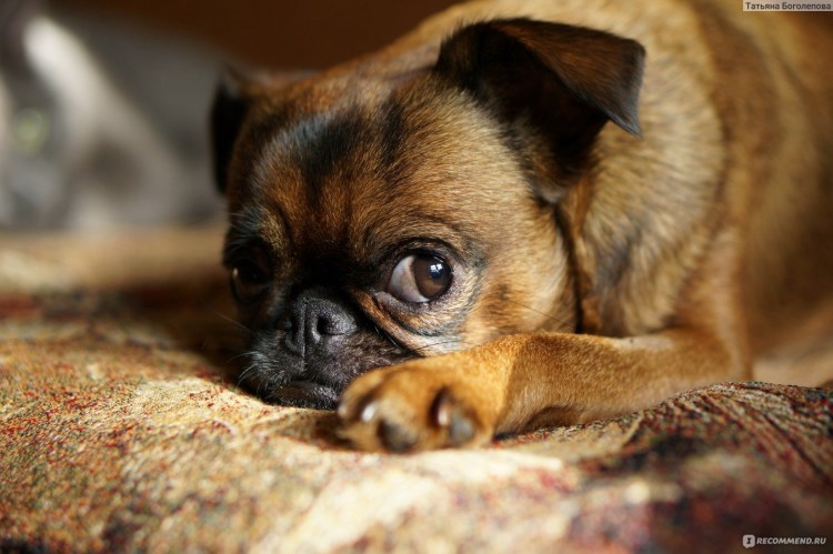 Пти брабансон жесткошерстный