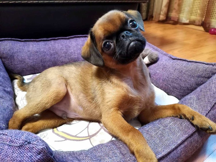 Брюссельский гриффон Пти брабансон