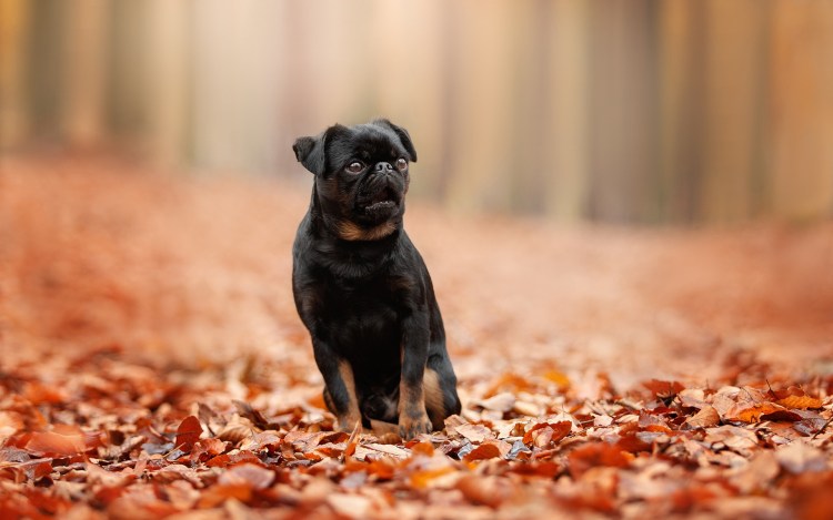 Брюссельский гриффон Пти брабансон