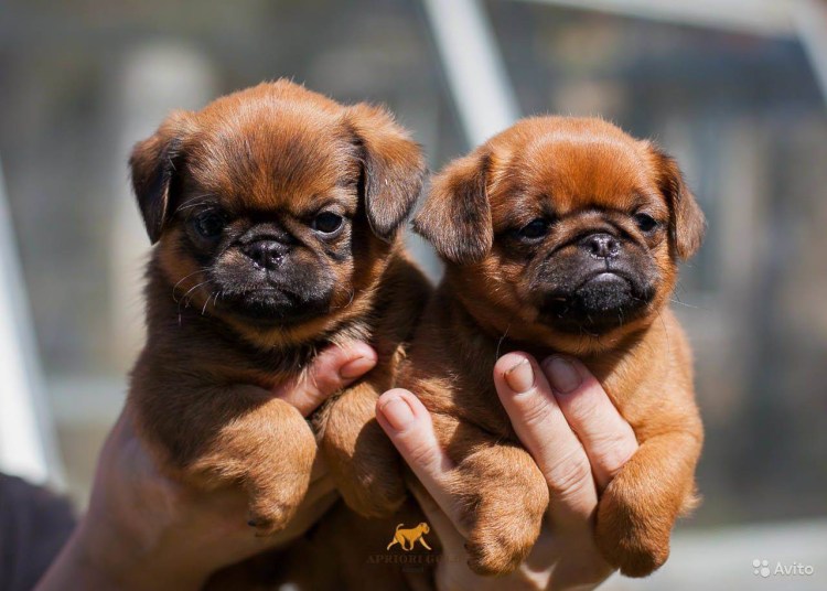 Брюссельский гриффон гладкошерстный