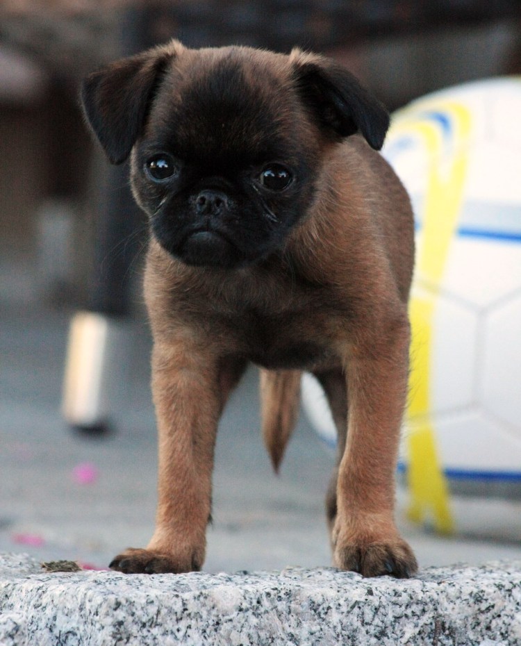 Гриффон Пти брабансон черный