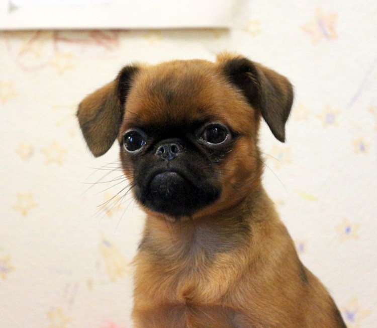 Брабансон порода