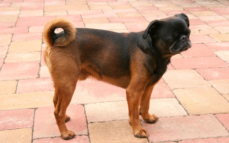 Пти брабансон