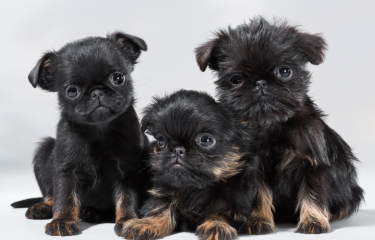 Гриффон Пти брабансон