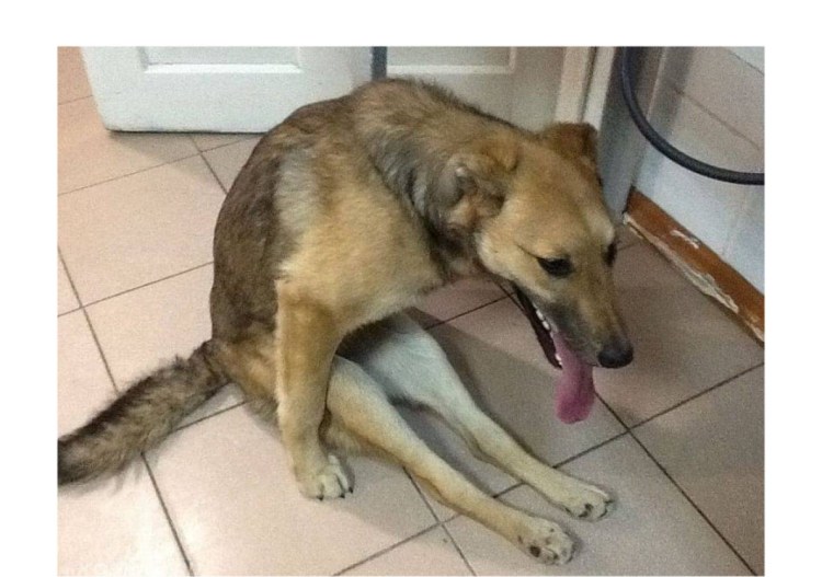 Лимфоэкстравазат ретривер