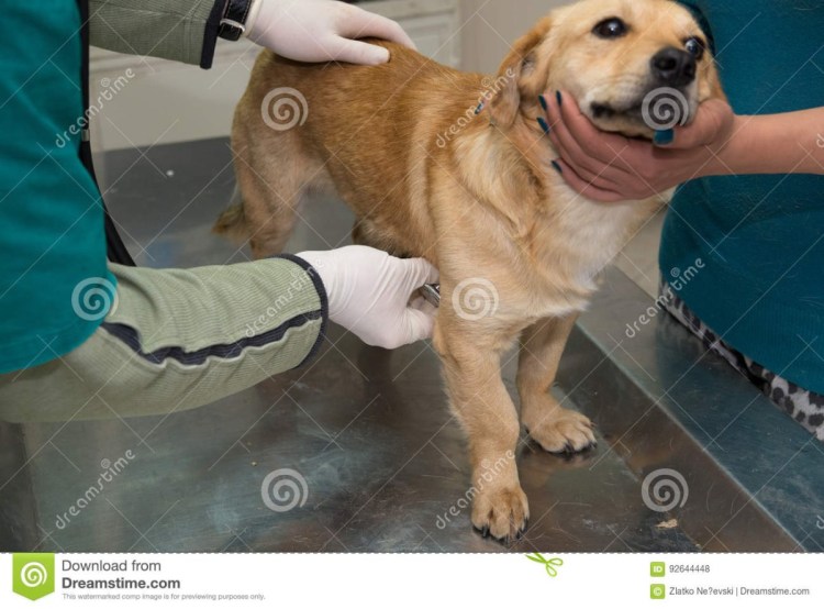 Собака болеет