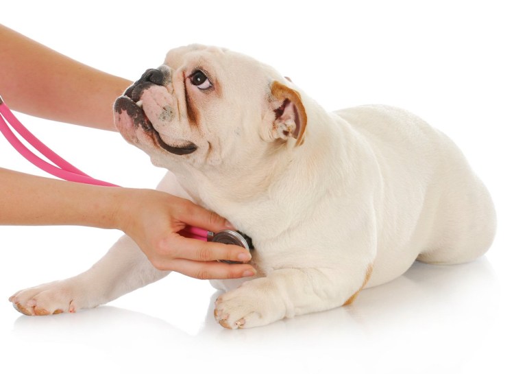 Одышка у собаки как выглядит