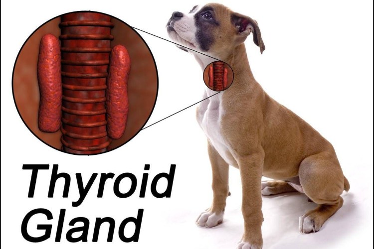 Собачий кашель