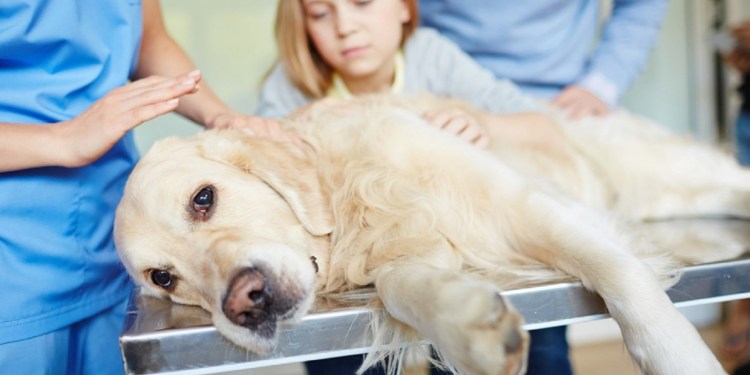 Забота о собаке